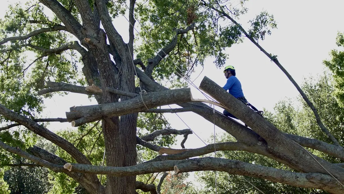 Professional Hazardous Tree Removal performed by certified arborists in Charlotte Hall